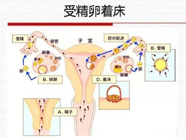 人工授精后胚胎着床过程