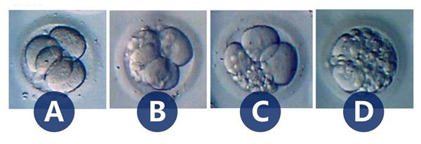 胚胎的等级划分